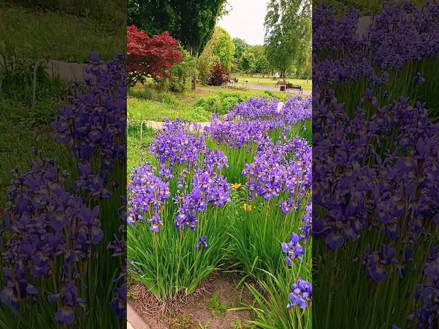 Garden in blue tones.  #flowers #gardening #gardencenter #inpoland #garden #flowers #gardeners