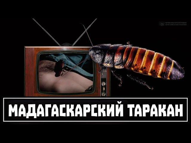 Усатый голливудский актёр из ужастиков и фантастики. Мадагаскарский таракан. // Clever Cricket