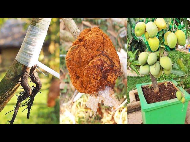 Mango Growing: Contact Grafting Of Mango With Cocopeat l Best Method Of  All Time