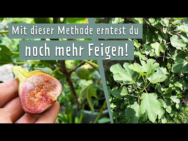 Feigen über Absenker vermehren | MDR Garten