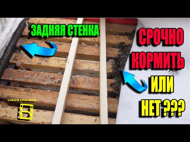 КОГДА НАЧИНАТЬ ПОДКОРМКУ ПЧЕЛ ЗИМОЙ? ДЛЯ НАЧИНАЮЩИХ ПЧЕЛОВОДОВ 22-5