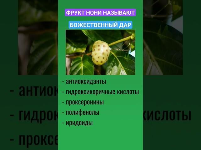 НОНИ - БОЖЕСТВЕННЫЙ ФРУКТ #атоми #зож #сокнони #полезныесоветы #польза #здоровье #здоровоепитание