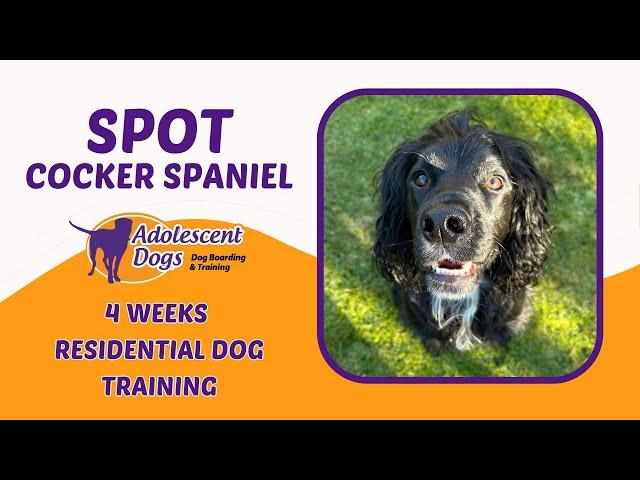 Spot the Cocker Spaniel | 4 Weeks Residential Dog Training