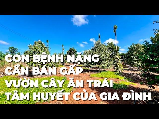 Chú Phước đau xót buộc phải bán đất vườn cây ăn trái ở bà rịa vũng tàu để chữa bệnh