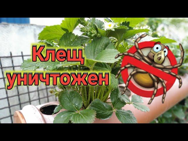 Земляничный КЛЕЩ побеждён!!!  Belklubnika.by