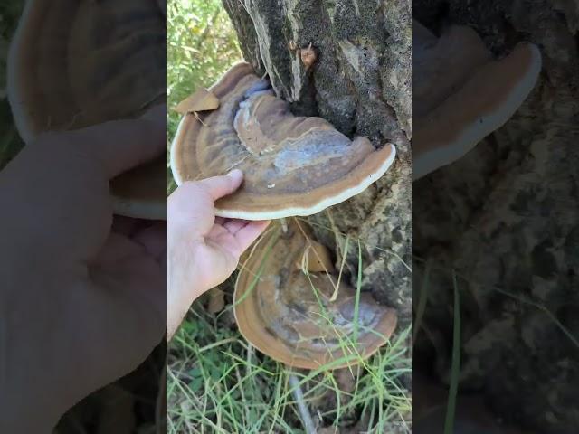 ¿Ganoderma sobre madera de chopo? 