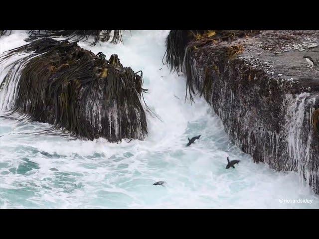 Rockhopper Penguins Leap into Huge Seas