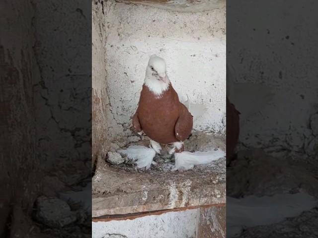 Мода 800 минг  кизиканлар йозилар #голуби #kabootarbazi #pigeon #kabootar #kabootarlovers