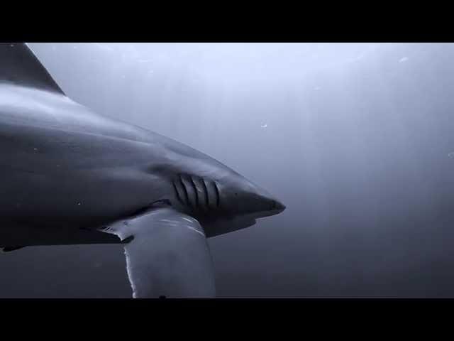 SILKY - a Short Film about Diving with Silky Sharks by Ryan Walton Scuba