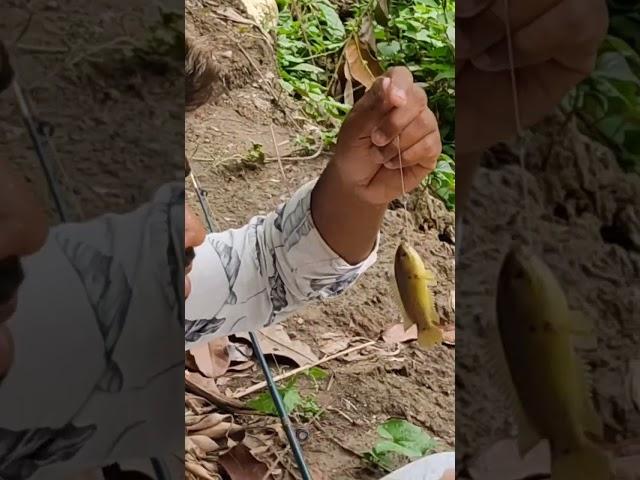 catching koi fish using rod and huk #fishing #fish #ytshorts #catchingfish #viralshorts #short