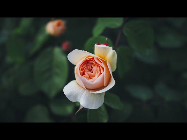 4K - Early David Austin rose varieties & old garden roses  in Giardino delle rose, Firenze