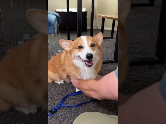 Corgi is a Dinner Cheater!