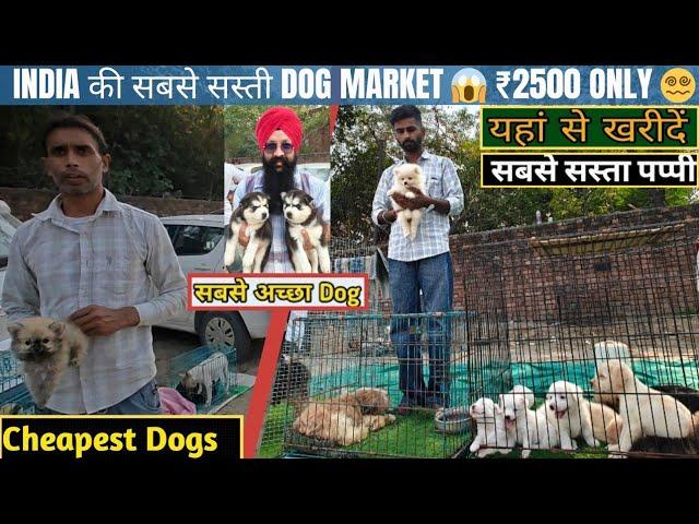 I Explored the CHEAPEST Dogs Market in Barnala, Punjab
