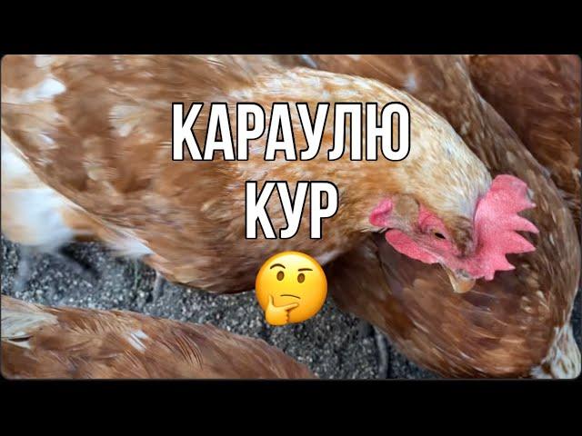 331чГде яйца?/Слива на сушку/Нужные покупки/Где Константин?