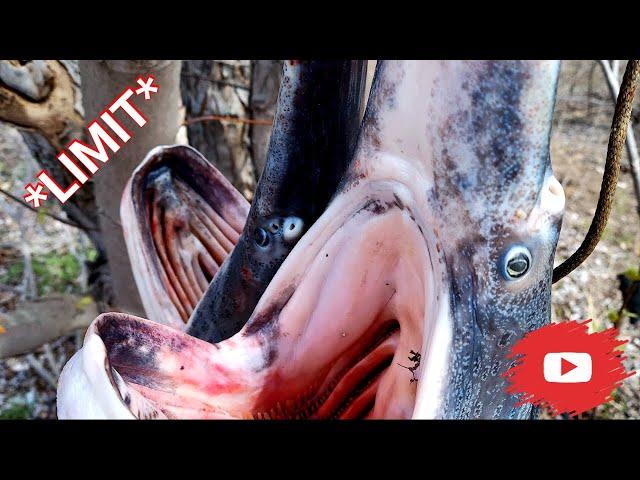 Snagging Paddlefish on Truman Lake *Osage River LIMIT* - Catch and Clean