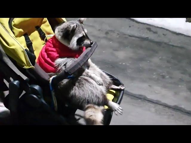 Lazy raccoon refuses to walk, rides in baby stroller instead