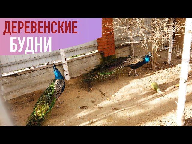 Деревенские будни конец ноября. /Семейная ферма /переезд в деревню.