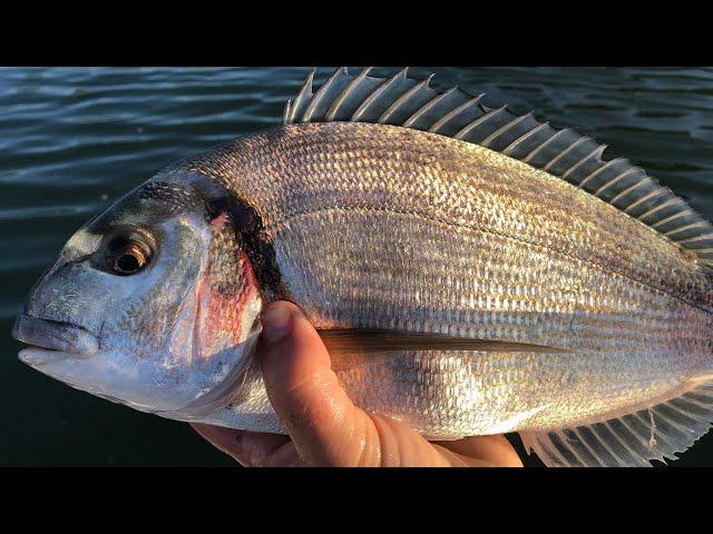 Gilthead Bream - How to catch Bream - Sea Fishing UK