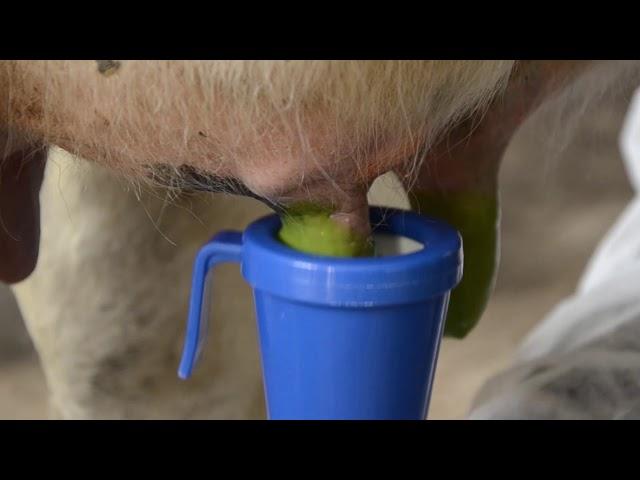 Italmas VP MINT: Cредство для обработки вымени после доения/ Udder care after milking