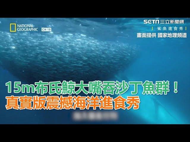 15ｍ布氏鯨大嘴吞食沙丁魚群！真實版震撼海洋進食秀 ｜三立新聞網SETN.com