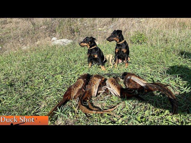 Охота на фазана с ягдтерьерами! Pheasant hunting with Jagdterrier.