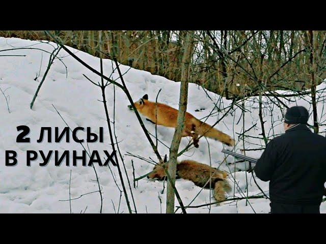 Охота с ягдтерьером, 2 лисы в руинах. Fox Hunt with Jagdterrier