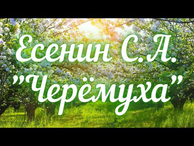 Есенин С.А. Черёмуха (Черёмуха душистая...)