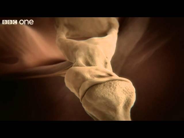 How your ear works - Inside the Human Body: Building Your Brain - BBC