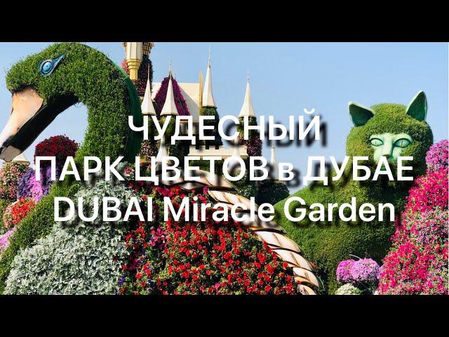 Чудесный ПАРК Цветов В ДУБАЕ DUBAI Miracle GARDEN январь 2021