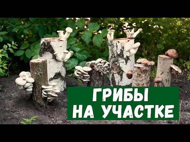 Как вырастить грибы на даче. Как вырастить грибы из мицелия.