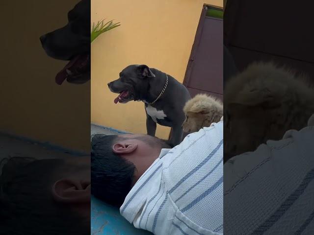 Love u pitu #pets #animallover