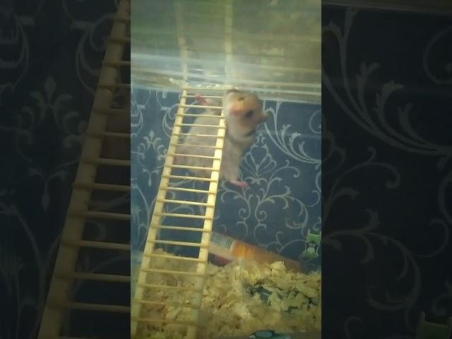 THE HAMSTER TRIES TO CLIMB THE LADDER