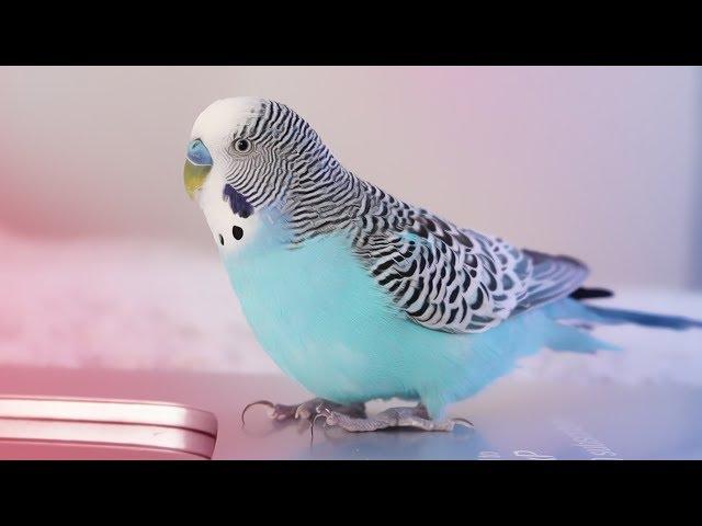 Parakeet Sounds | ASMR for Budgies | Alen AxP