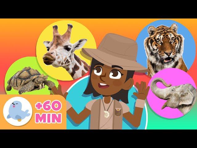 ANIMALS  Animals for Kids  Compilation