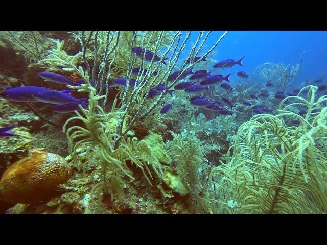 Belize San Pedro Scuba#9