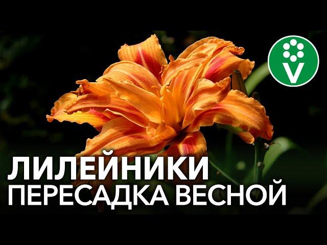 НЕ ПОДКАРМЛИВАЙТЕ ЛИЛЕЙНИКИ при пересадке! Правила успешного размножения и деления лилейников весной