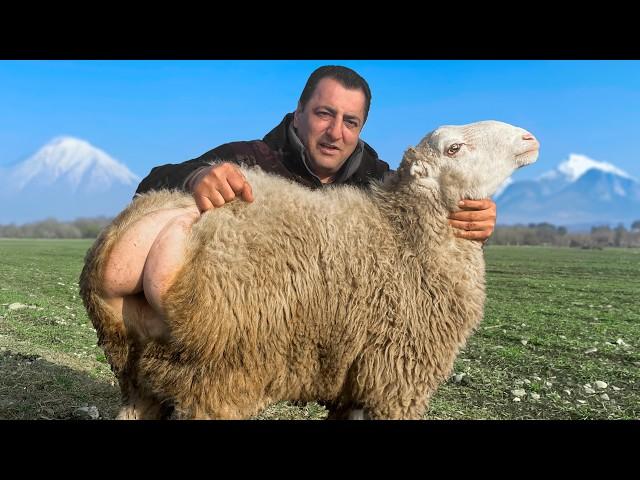 Butchering a Huge Carcass of Lamb for The Best Omelette of a Dozen Eggs!