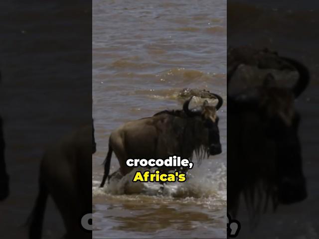 Africa Unleashed: Meet the Continent's Deadliest  #shorts @WildlifeDailiesChannel