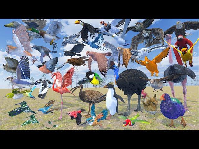 Bird Size Comparison in 3D Animation | Realistic World Data