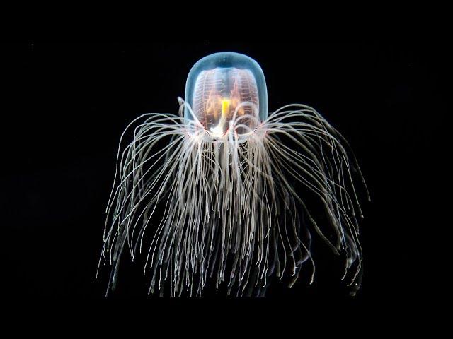 The Immortal Jellyfish