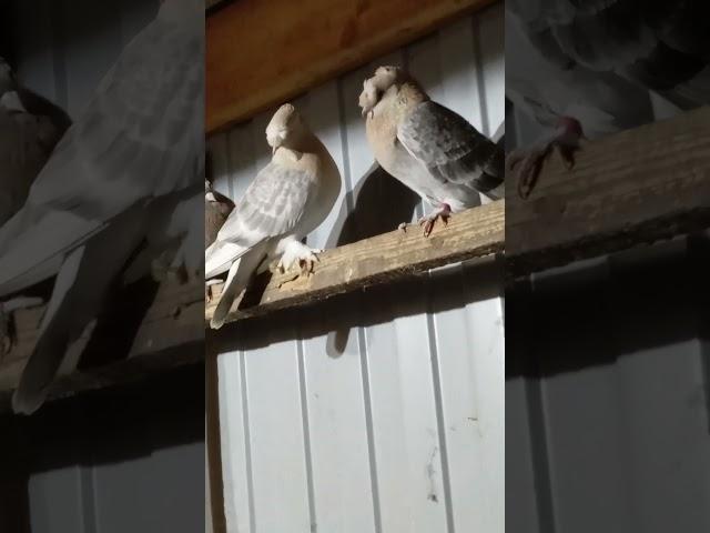 Паруем #pigeon #birds #голуби #kabootar #tauben #kabutar #любовьиголуби #паруемголубей