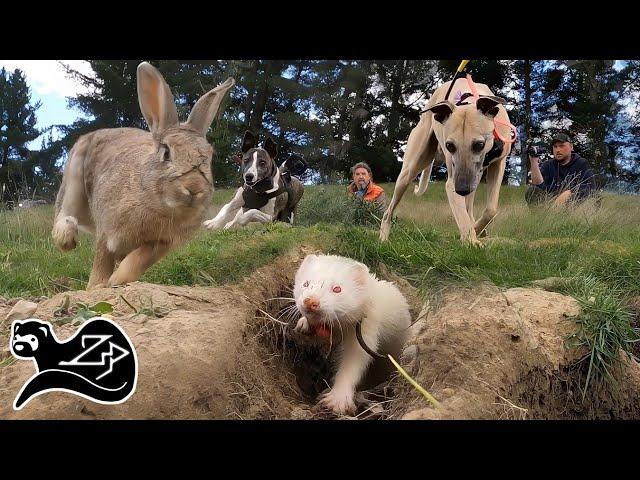 Ferreting with a German Shepherd - Hunting with Ferrets New Zealand 7 