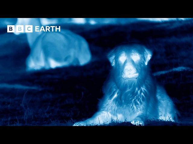 Dogs Protect Herd From Wolves Caught in Night Vision | BBC Earth