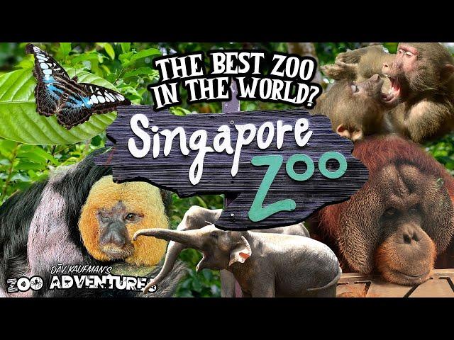 SINGAPORE ZOO TOUR: THE BEST ZOO IN THE WORLD?