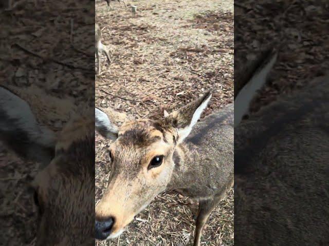 Completely surrounded by deer as soon as they saw food! Deer Park in Nara, Japan 