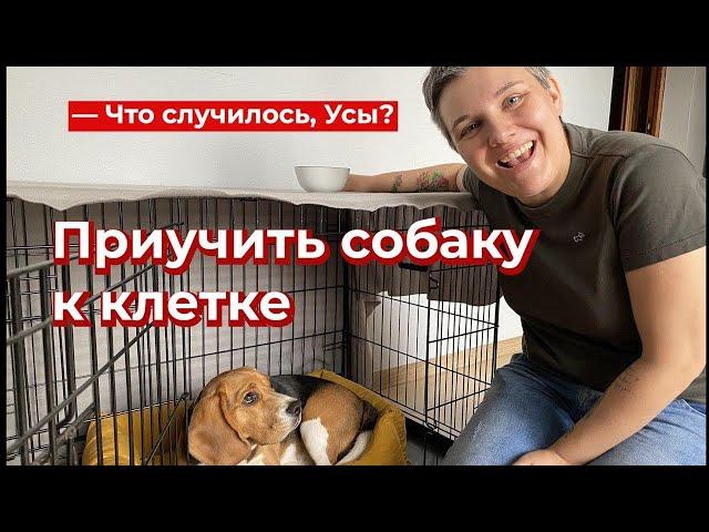 Что случилось, Усы? Приучить собаку к клетке