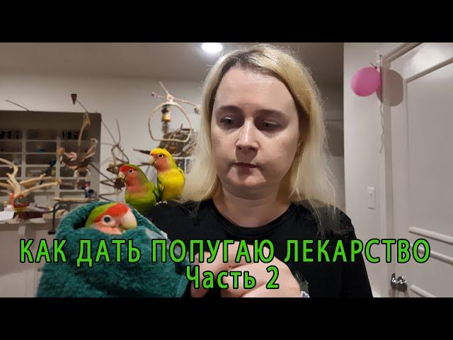 КАК ДАТЬ ПОПУГАЮ ЛЕКАРСТВО ЧАСТЬ 2