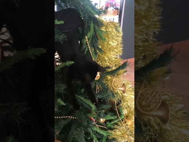 Just a Black Cat vs a Christmas tree