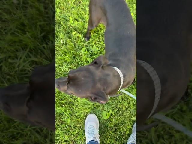 Video of adoptable pet named Sassy Sage