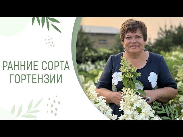 РАННИЕ СОРТА ГОРТЕНЗИИ | КАКИЕ ПОРАДУЮТ УЖЕ В ИЮНЕ